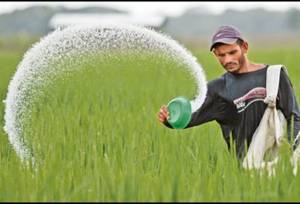 ۶ هزار تن کود شیمیایی بین چایکاران شمال توزیع شد