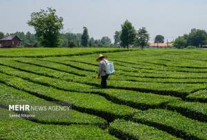 تجارت خارجی چای در ۱۰ ماهه نخست سال ۱۴۰۴