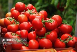 نقش گوجه فرنگی در سلامت لثه