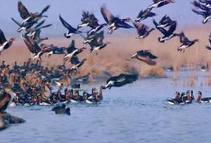 آغاز سرشماری سالانه پرندگان آبزی در پارک ملی دریاچه ارومیه