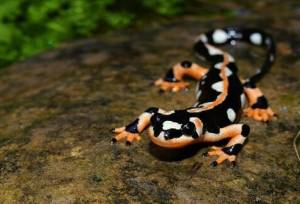 راه‌اندازی پاسگاه محیط‌بانی در زیستگاه‌ «سمندر لرستانی»