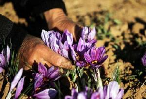 تدوین طرح زنجیره نفوذ فناوری برای زعفران و گل محمدی