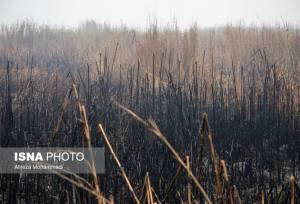 اعلام آمادگی عراق برای بررسی مشترک علت آتش‌سوزی هورالعظیم