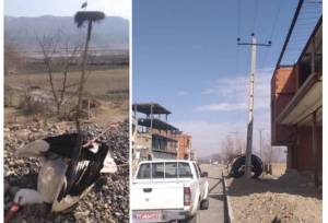 برخورد لک‌لک مهاجر با سیم برق در مریوان جان پرنده را گرفت