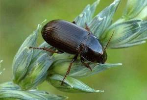 مشاهده فعالیت سوسک سیاه در برخی از مزارع خراسان شمالی