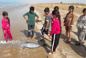 گزارشی از مرگ یک نوزاد گرازماهی در سواحل بوشهر