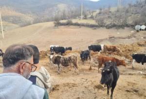 اجرای فاز عملیاتی طرح ۵ ساله دامداری‌های پیشرو در سوادکوه