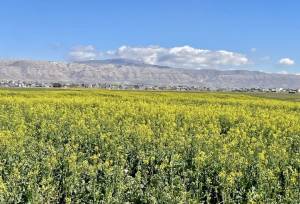 توسعه کشت کلزا و کاملینا برنامه‌ راهبردی بخش زراعت در لرستان