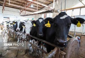 استقرار ۹۳ اکیپ ثابت و سیار برای نظارت بر مراکز عرضه فرآورده‌های خام دامی خراسان رضوی