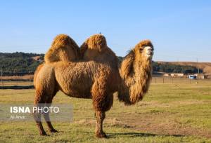 خطر کاهش تنوع زیستی و از دست رفتن ژن‌های شتر دوکوهانه