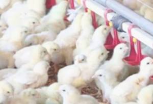رشد ۷ درصدی جوجه ریزی در خراسان شمالی طی امسال