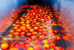 تولید نخستین گوجه‌فرنگی آروماتیک جهان با فناوری کریسپر