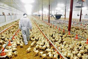 رشد جوجه‌ریزی در آذربایجان‌غربی 