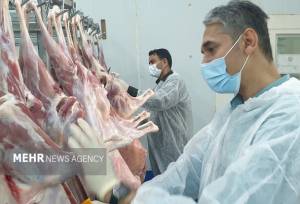 رئیس جهاد کشاورزی بوشهر: زنجیره تولید گوشت در استان تکمیل می‌شود