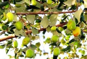 برداشت کُنار از باغ‌های شهرستان میناب