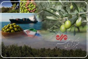 زیتون رودبار؛ میراث تاریخی و فرصت مغفول اقتصادی جنوب گیلان