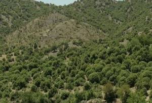 نجات زاگرس در گرو مشارکت مردم و تمرکز تصمیم‌گیری در منطقه است