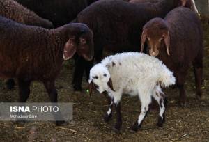 پایش مستمر واحدهای تولید و عرضه فرآورده‌های خام دامی خدابنده در طرح تشدید نظارت‌ها