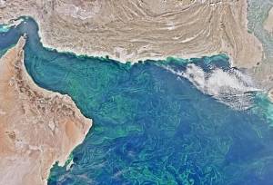 امکان کشت نخل روغنی در سواحل مکران و تأمین روغن مورد نیاز کشور