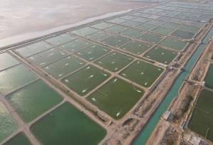 معاون وزیر کشور: توسعه آبزی‌پروری در استان بوشهر دنبال می‌شود