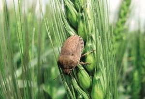 آغاز اجرای طرح مقابله با سن غلات در اراضی کشاورزی فارس