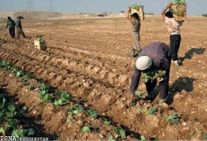 کشت ۱۵۰۰ هکتار محصولات پاییزه در آبادان