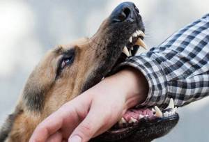 کاهش ۱۳ درصدی مصدومیت ناشی از گازگرفتگی سگ در مازندران