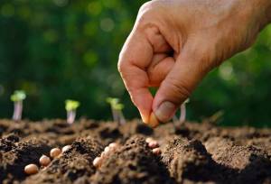 ۶۶ هکتار مزرعه بذری گرمسار زیر چتر نظارت؛ سن‌زدایی در انتظار مزارع