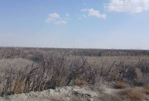 مدیرکل منابع طبیعی آذربایجان غربی: تاکنون ۴۹۰۷ بوته در سایت مرنگلو غرس شده است