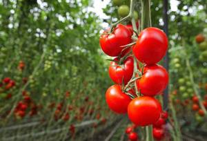 تحول کشاورزی یزد در سایه کم‌آبی؛ گلخانه‌ها ناجی کشاورزی و اشتغال استان