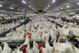 روایت فعالان دام و طیور خراسان جنوبی از چالش نقدینگی و هزینه‌های تولید