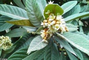 سالانه ۳۰ هزار تن انبه در هرمزگان برداشت می‌شود