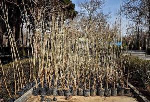 پیش‌بینی توزیع ۶۰۰ هزار اصله نهال رایگان در همدان