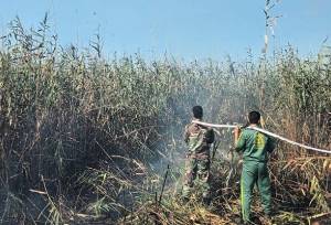 عامل آتش‌سوزی تالاب انزلی دستگیر شد