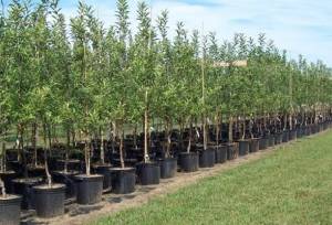 جعفرنژاد: ۳۸ نهالستان در آذربایجان شرقی فعال هستند