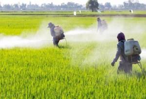 آغاز مبارزه با علف‌های هرز در مزارع مناطق گرمسیری کرمانشاه