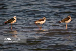 شمارش بیش از ۷۱ هزار پرنده مهاجر در خوزستان/ مشاهده گونه‌های لیست سرخ IUCN