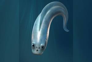 تحقیق جدید: نیاکان اولیه ما چهار چشم داشتند!