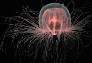 ژله‌ماهی نامیرا: کلید اسرار حیات ابدی انسان؟