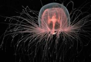 ژله‌ماهی نامیرا: کلید اسرار حیات ابدی انسان؟