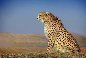 «فراز» یوزپلنگ آسیایی در توران شاهرود دوباره دید