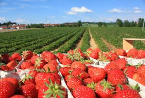 پیش‌بینی تولید ۱۲۰ هزار تنی توت فرنگی در کشور
