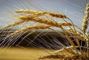 تکرار تراژدی برنج در گندمزارهای مازندران!