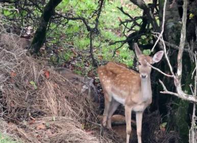 تصاویری از مرال و شوکا در جنگل بولای ساری