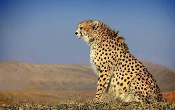 «فراز» یوزپلنگ آسیایی در توران شاهرود دوباره دید