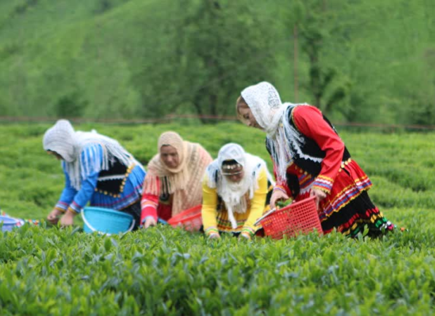 رشد قیمت جهانی و تقویت جایگاه چای ایرانی