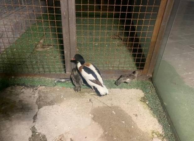 توقیف محموله غیرمجاز مرغابی در فردیس