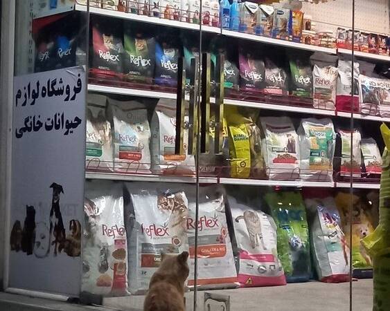 نگاه حسرت‌بار یک گربه به ویترین غذای حیوانات