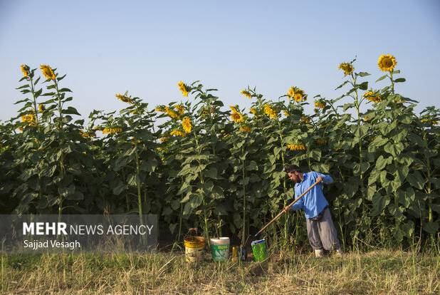 طرح‌های توسعه‌ای در مزارع اجرا می‌شود