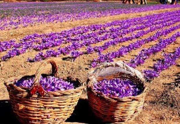 گرمایش جهانی چه بر سر مزارع زعفران می‌آورد؟